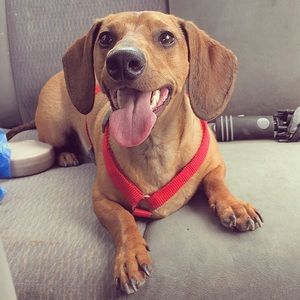 Meet your Posher, Robin